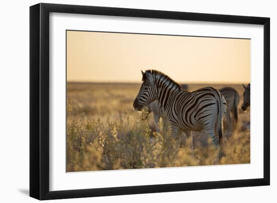 Plains Zebras, Equus Quagga, Stand in Tall Grassland at Sunset-Alex Saberi-Framed Photographic Print