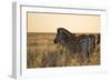 Plains Zebras, Equus Quagga, Stand in Tall Grassland at Sunset-Alex Saberi-Framed Photographic Print