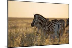 Plains Zebras, Equus Quagga, Stand in Tall Grassland at Sunset-Alex Saberi-Mounted Photographic Print