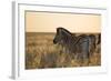 Plains Zebras, Equus Quagga, Stand in Tall Grassland at Sunset-Alex Saberi-Framed Photographic Print