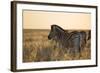 Plains Zebras, Equus Quagga, Stand in Tall Grassland at Sunset-Alex Saberi-Framed Photographic Print