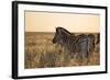 Plains Zebras, Equus Quagga, Stand in Tall Grassland at Sunset-Alex Saberi-Framed Photographic Print