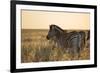 Plains Zebras, Equus Quagga, Stand in Tall Grassland at Sunset-Alex Saberi-Framed Photographic Print