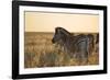 Plains Zebras, Equus Quagga, Stand in Tall Grassland at Sunset-Alex Saberi-Framed Photographic Print