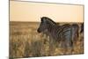 Plains Zebras, Equus Quagga, Stand in Tall Grassland at Sunset-Alex Saberi-Mounted Photographic Print