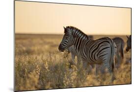 Plains Zebras, Equus Quagga, Stand in Tall Grassland at Sunset-Alex Saberi-Mounted Photographic Print