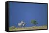 Plains Zebras in Savanna-Paul Souders-Framed Stretched Canvas