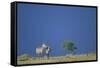Plains Zebras in Savanna-Paul Souders-Framed Stretched Canvas