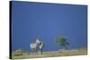 Plains Zebras in Savanna-Paul Souders-Stretched Canvas