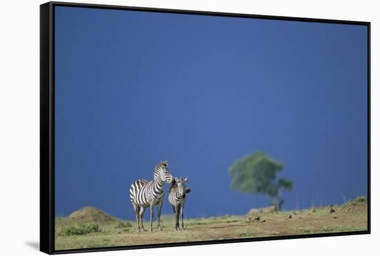 Plains Zebras in Savanna-Paul Souders-Framed Stretched Canvas