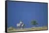 Plains Zebras in Savanna-Paul Souders-Framed Stretched Canvas