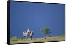 Plains Zebras in Savanna-Paul Souders-Framed Stretched Canvas