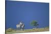 Plains Zebras in Savanna-Paul Souders-Stretched Canvas