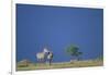 Plains Zebras in Savanna-Paul Souders-Framed Photographic Print