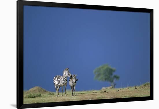 Plains Zebras in Savanna-Paul Souders-Framed Photographic Print