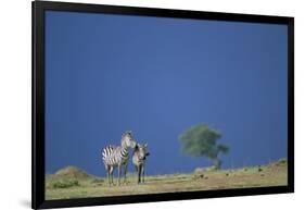 Plains Zebras in Savanna-Paul Souders-Framed Photographic Print