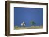 Plains Zebras in Savanna-Paul Souders-Framed Photographic Print