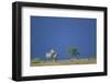 Plains Zebras in Savanna-Paul Souders-Framed Photographic Print