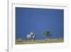 Plains Zebras in Savanna-Paul Souders-Framed Photographic Print