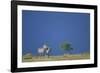 Plains Zebras in Savanna-Paul Souders-Framed Photographic Print