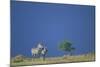 Plains Zebras in Savanna-Paul Souders-Mounted Photographic Print
