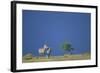 Plains Zebras in Savanna-Paul Souders-Framed Photographic Print