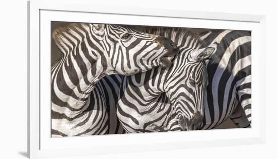 Plains Zebras, Kenya, Africa-Art Wolfe Wolfe-Framed Photographic Print