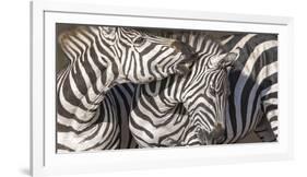 Plains Zebras, Kenya, Africa-Art Wolfe Wolfe-Framed Photographic Print
