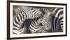 Plains Zebras, Kenya, Africa-Art Wolfe Wolfe-Framed Photographic Print