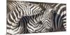 Plains Zebras, Kenya, Africa-Art Wolfe Wolfe-Mounted Photographic Print