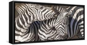 Plains Zebras, Kenya, Africa-Art Wolfe Wolfe-Framed Stretched Canvas
