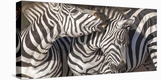 Plains Zebras, Kenya, Africa-Art Wolfe Wolfe-Stretched Canvas