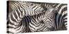 Plains Zebras, Kenya, Africa-Art Wolfe Wolfe-Stretched Canvas