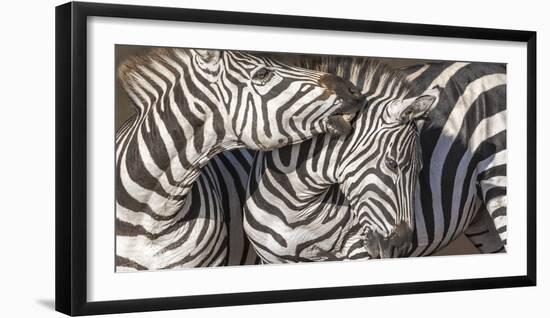 Plains Zebras, Kenya, Africa-Art Wolfe Wolfe-Framed Photographic Print