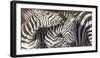 Plains Zebras, Kenya, Africa-Art Wolfe Wolfe-Framed Photographic Print