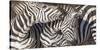 Plains Zebras, Kenya, Africa-Art Wolfe Wolfe-Stretched Canvas