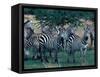 Plains Zebras, Serengeti National Park, Tanzania-Art Wolfe-Framed Stretched Canvas