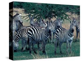 Plains Zebras, Serengeti National Park, Tanzania-Art Wolfe-Stretched Canvas