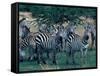 Plains Zebras, Serengeti National Park, Tanzania-Art Wolfe-Framed Stretched Canvas
