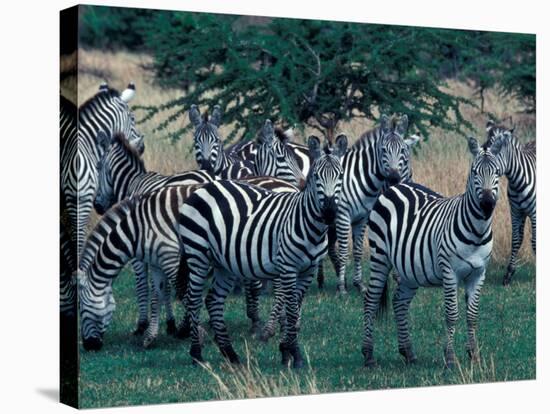 Plains Zebras, Serengeti National Park, Tanzania-Art Wolfe-Stretched Canvas