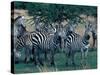 Plains Zebras, Serengeti National Park, Tanzania-Art Wolfe-Stretched Canvas