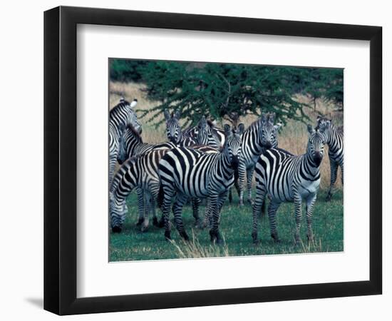 Plains Zebras, Serengeti National Park, Tanzania-Art Wolfe-Framed Photographic Print