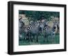 Plains Zebras, Serengeti National Park, Tanzania-Art Wolfe-Framed Photographic Print