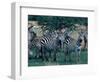 Plains Zebras, Serengeti National Park, Tanzania-Art Wolfe-Framed Photographic Print