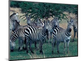 Plains Zebras, Serengeti National Park, Tanzania-Art Wolfe-Mounted Photographic Print