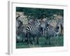 Plains Zebras, Serengeti National Park, Tanzania-Art Wolfe-Framed Photographic Print