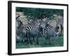 Plains Zebras, Serengeti National Park, Tanzania-Art Wolfe-Framed Photographic Print