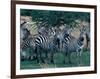 Plains Zebras, Serengeti National Park, Tanzania-Art Wolfe-Framed Photographic Print