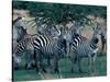 Plains Zebras, Serengeti National Park, Tanzania-Art Wolfe-Stretched Canvas
