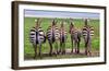 Plains Zebras, Tanzania-Art Wolfe-Framed Giclee Print